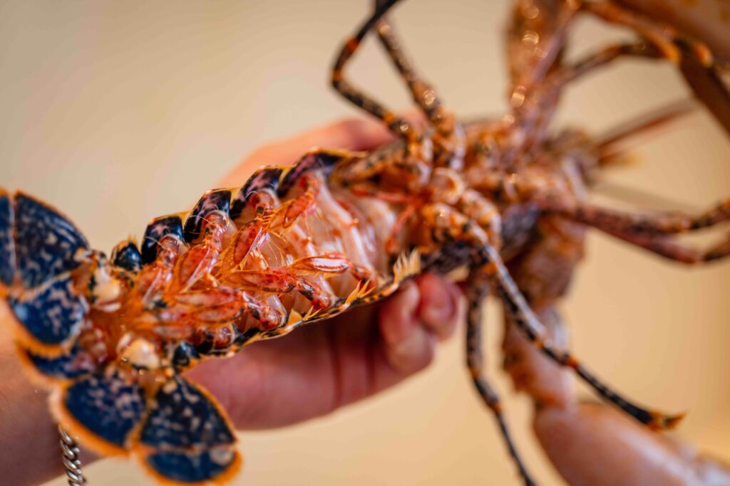 Pembrokeshire lobster held up by chef to show it's healthy natural form with bright red and black markings