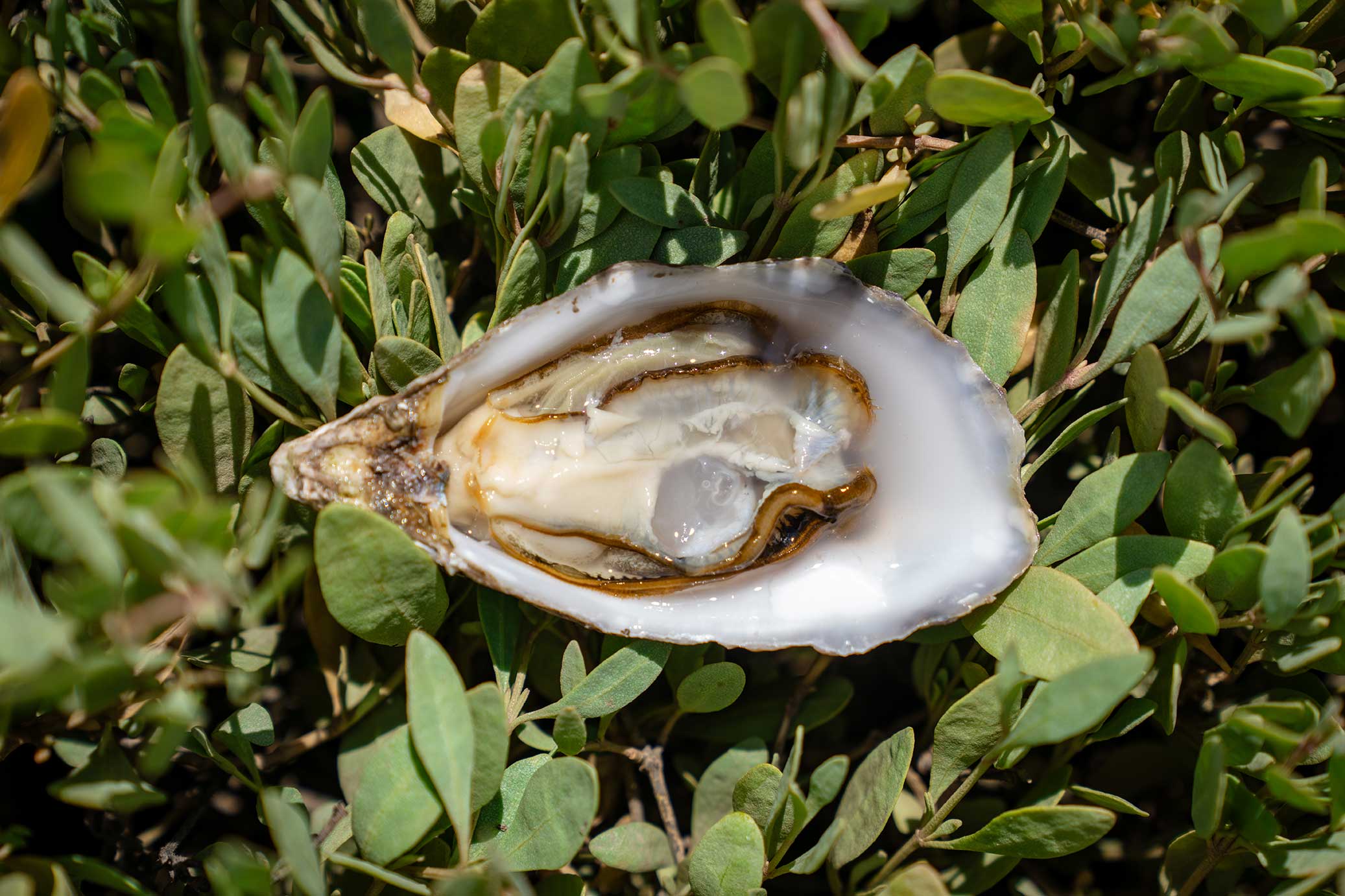 An oyster in the grass