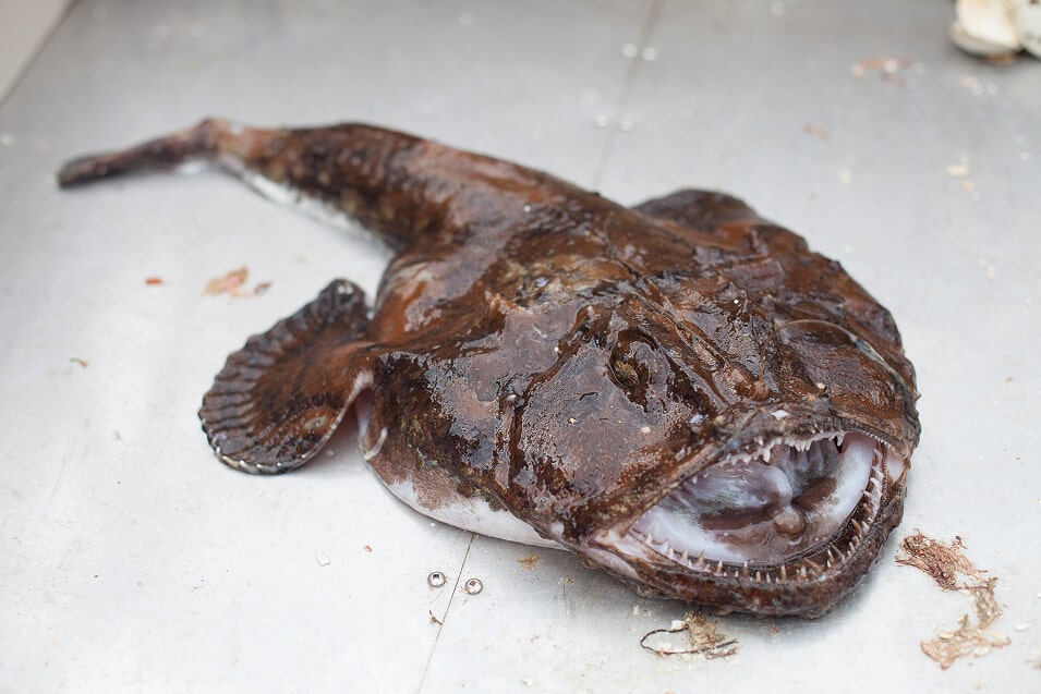 A monkfish with its mouth open