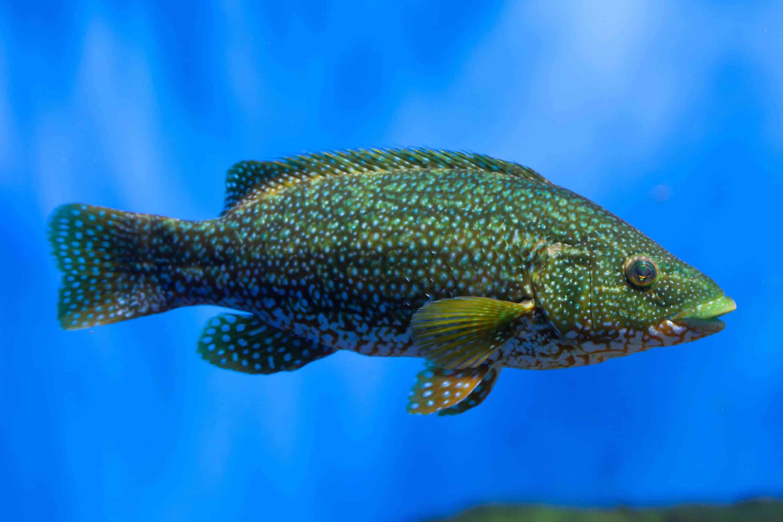 Ballan-wrasse-2