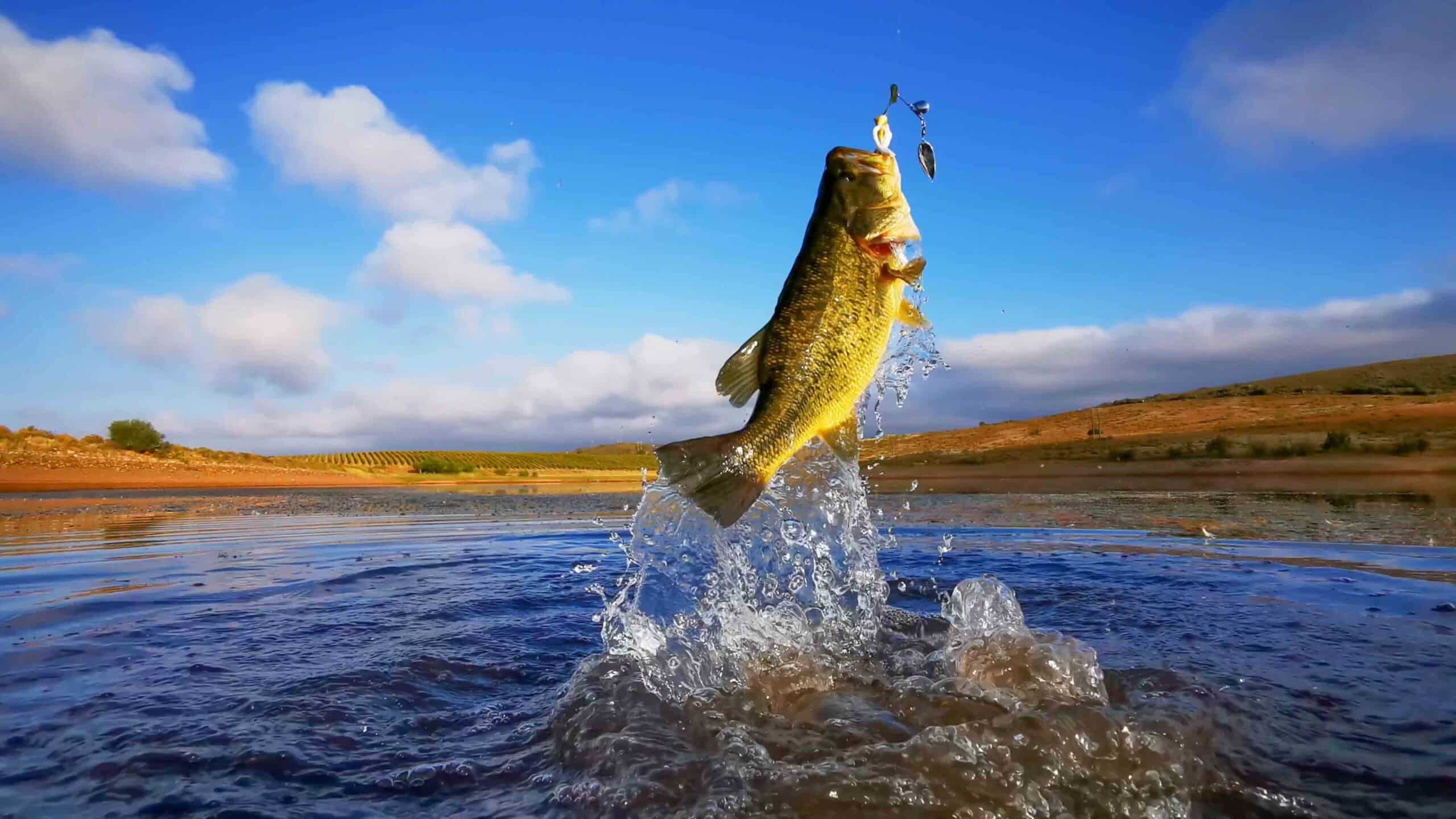 Bass
