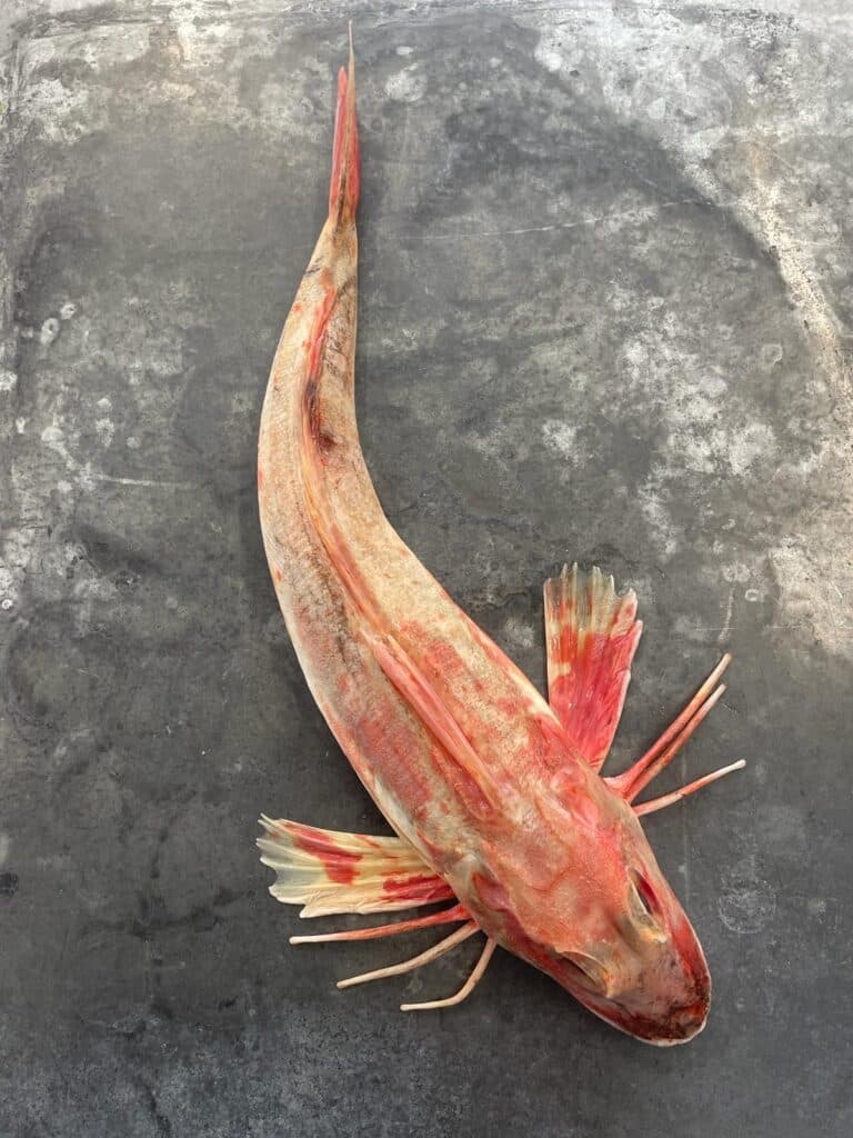 Whole Gurnard, bright red in colour on a nickel surface, prior to being prepped for the chef.