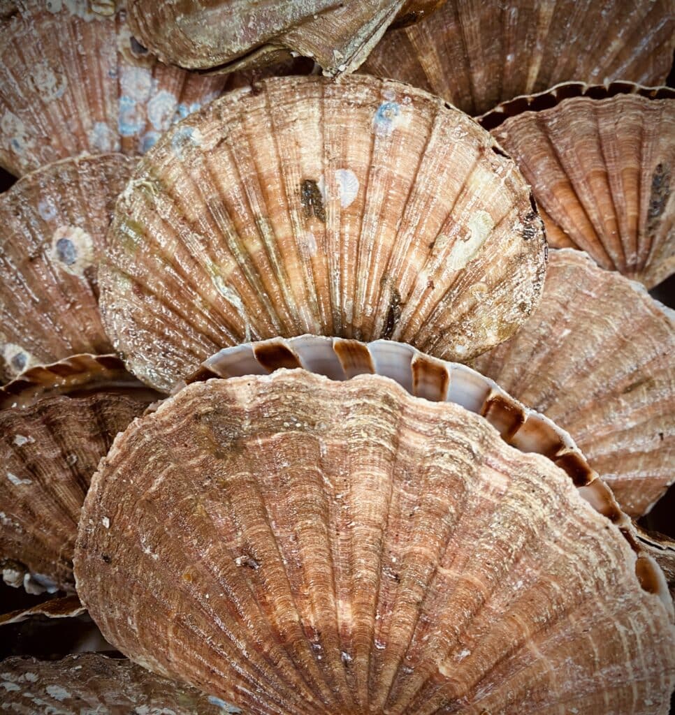 Large scallop shells piled, freshly delivered before being prepped for service.