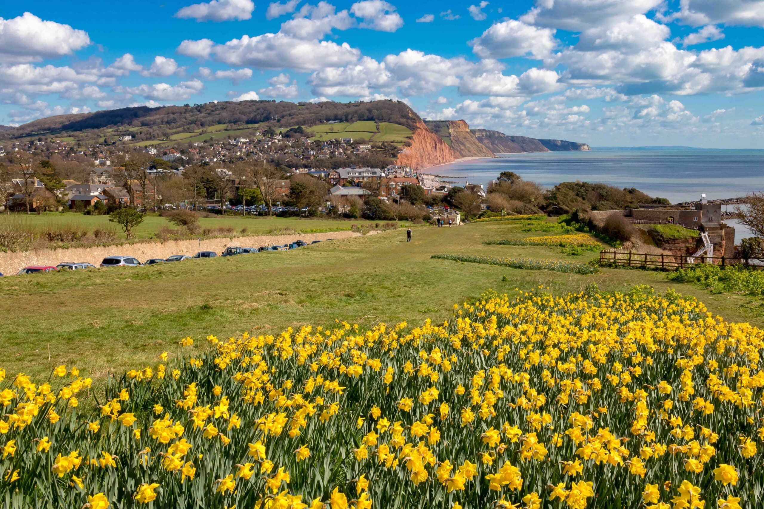 Beautiful springtime view of this popular seaside town showing daffodils in the foreground and the red cliffs of the area behind on a sunny clear day.
