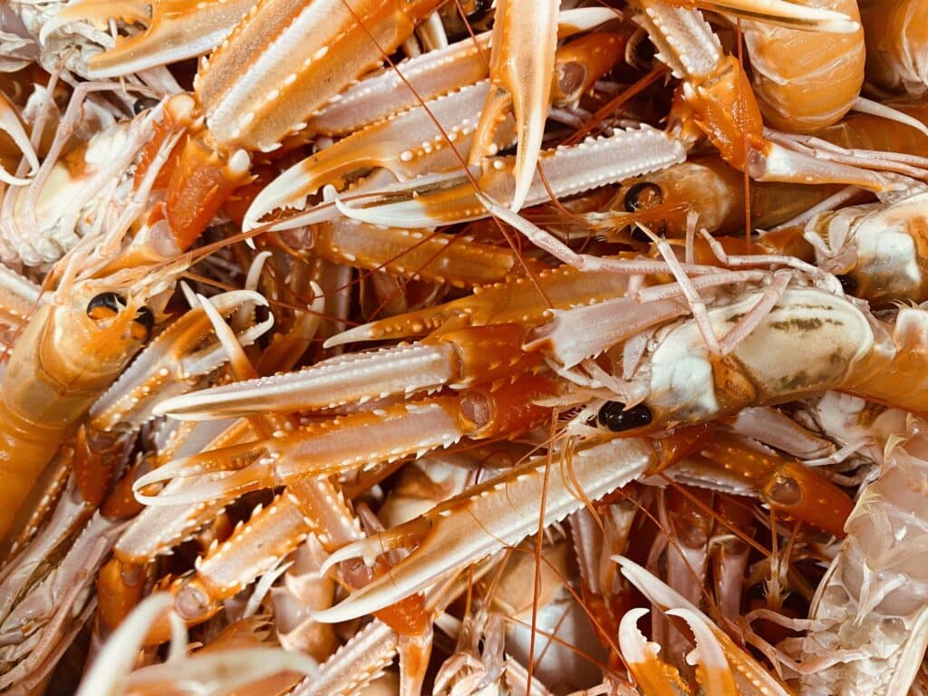Bright vivid image of Langousintes with tentacles and claws, bright orange and red in colour all chilled and together in a large container, birds eye vier
