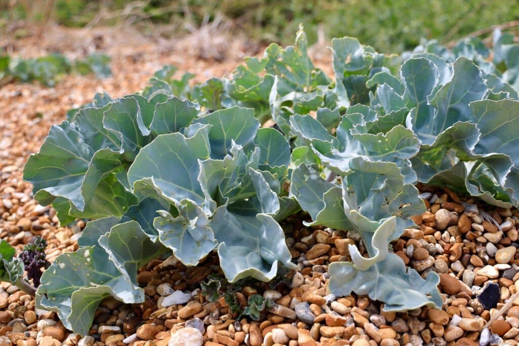 Sea kale growing on the pebble beach of Dover, UK. Crambe maritima (common name sea kale, seakale or crambe) is a species of halophytic flowering plant in the genus Crambe of the family Brassicaceae.