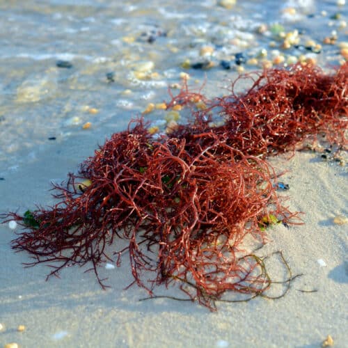 Red seaweed drifted onto sandy beach.