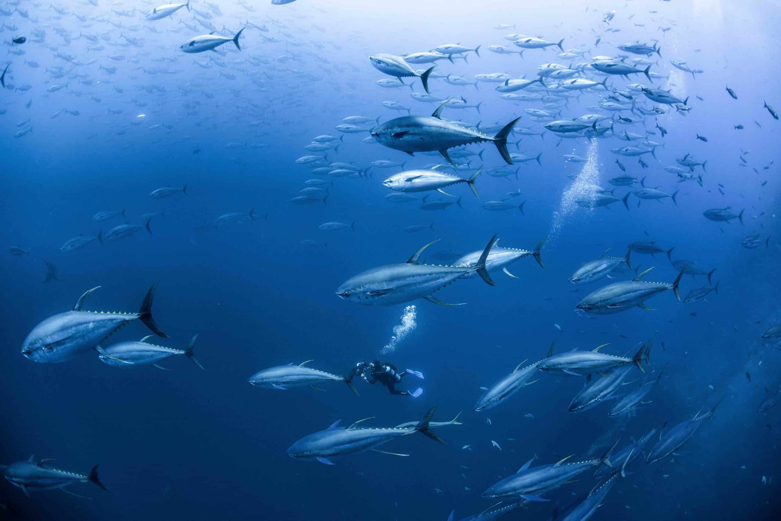 Tuna2