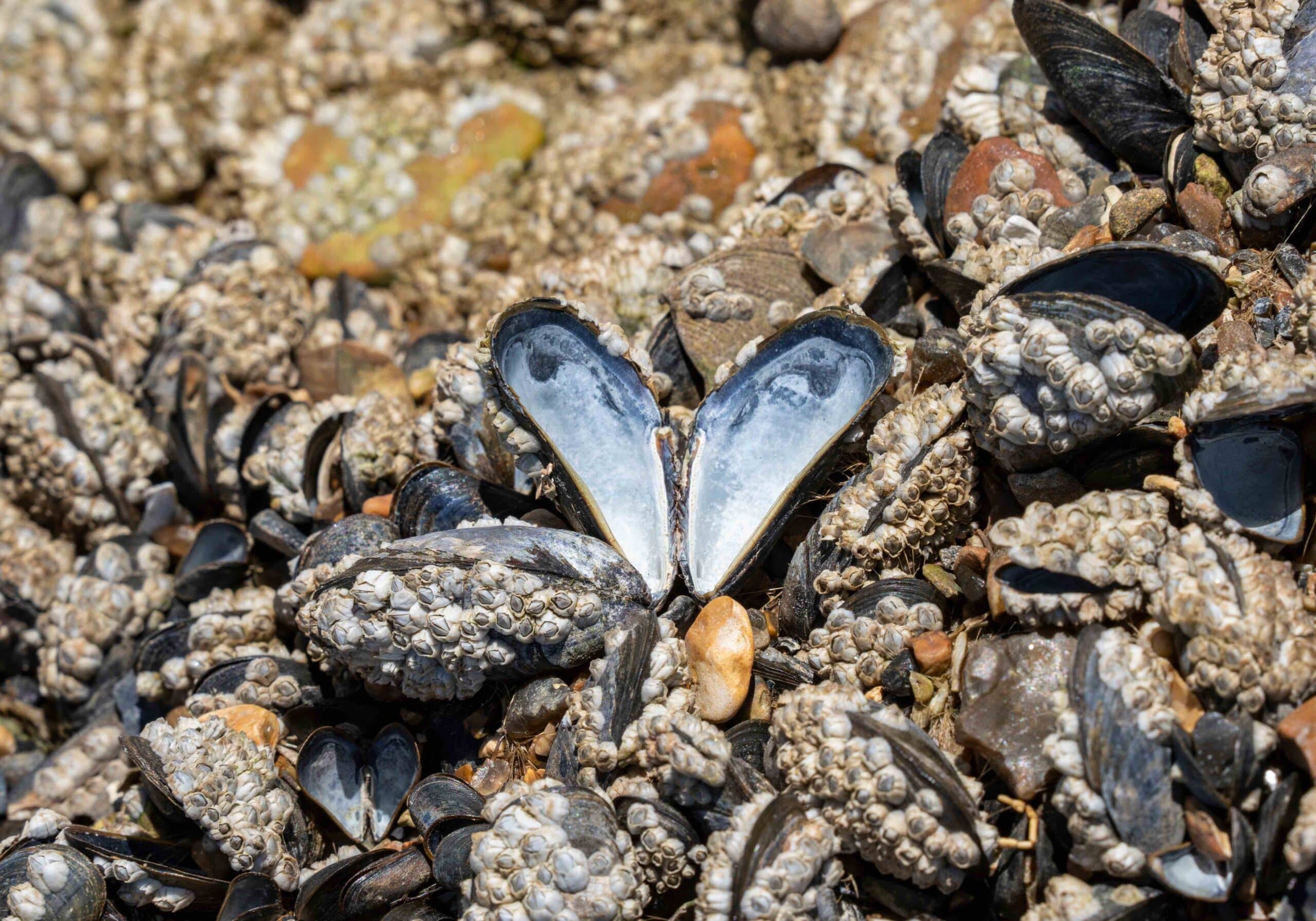 A bed of blue mussels covered in barnacles in an intertidal zone. A single shell stands open and attached to the rocks creating a pearlescent heart or butterfly shaped pattern.