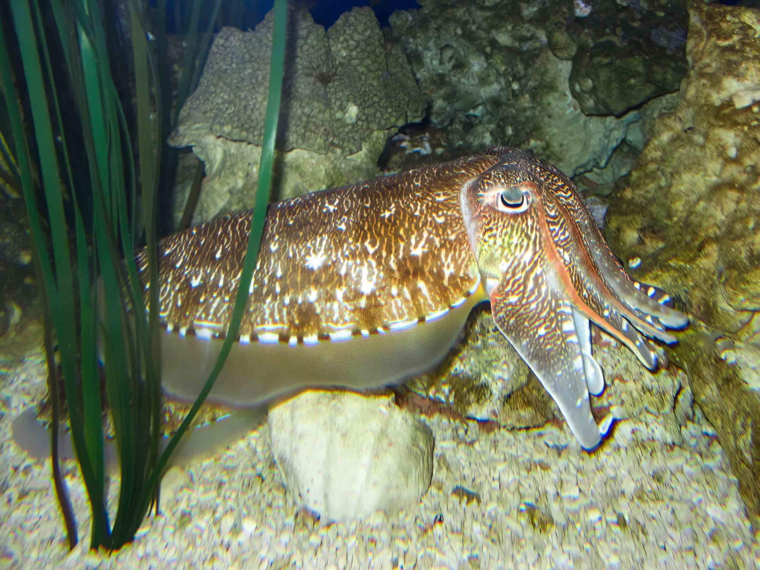 a-very-large-cuttle-that-is-laying-on-the-rocks-2025-02-09-16-02-20-utc