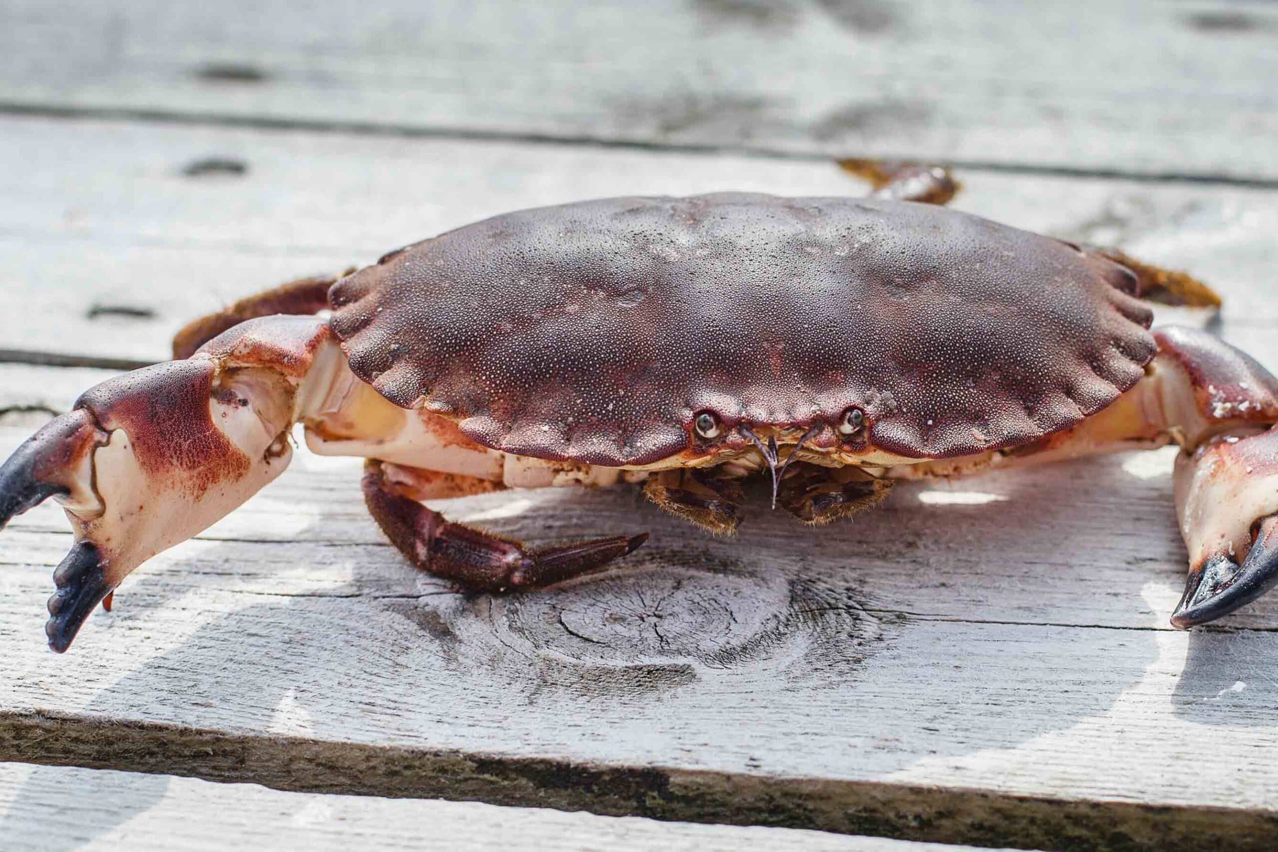 alive-crab-standing-on-wooden-floor-2024-09-14-00-09-23-utc