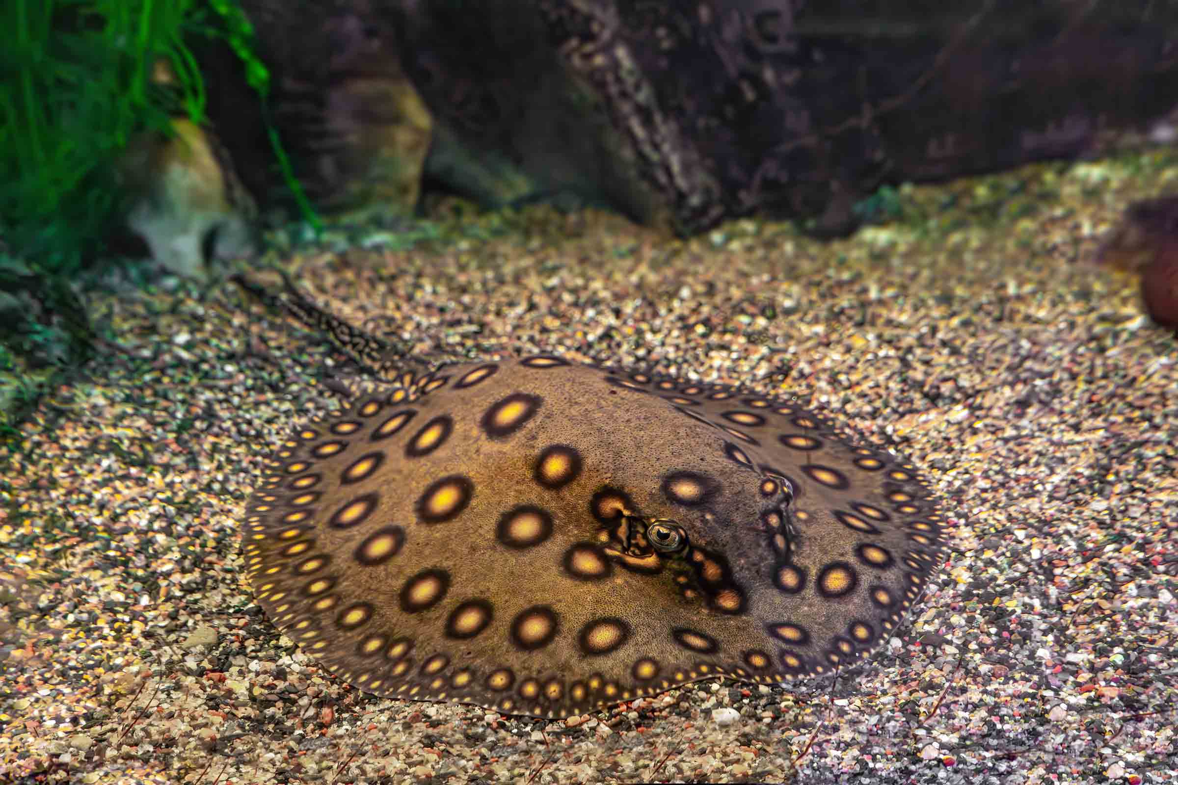 Brown spotted stingray on the bottom of the sea