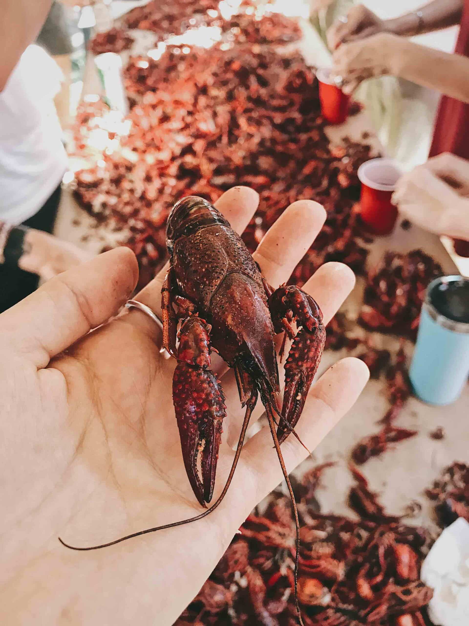 Person holding a crayfish, with more crayfish on a long table in the background