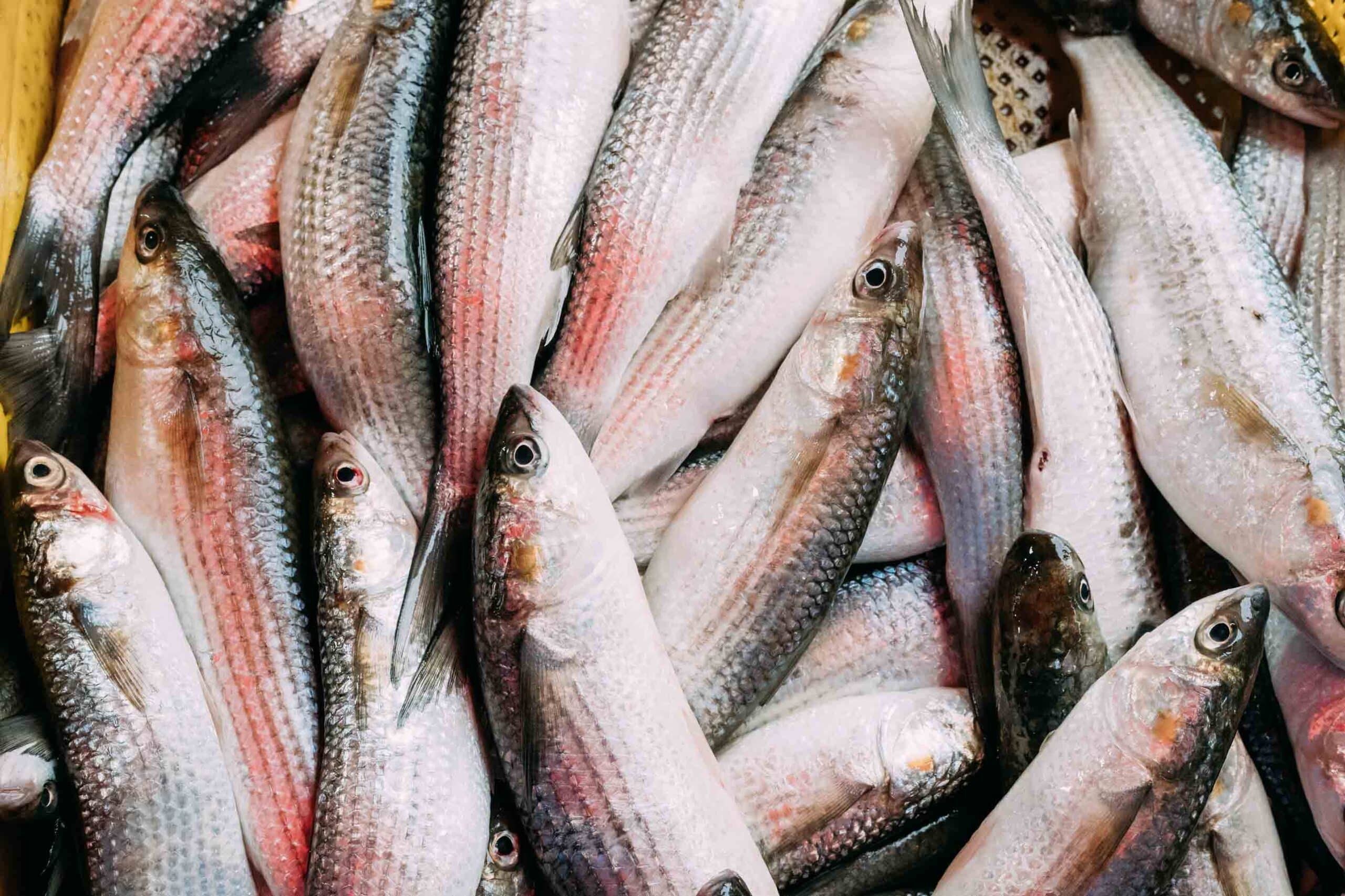fresh-mugil-on-display-on-ice-on-fishermen-market-2025-02-24-12-31-36-utc