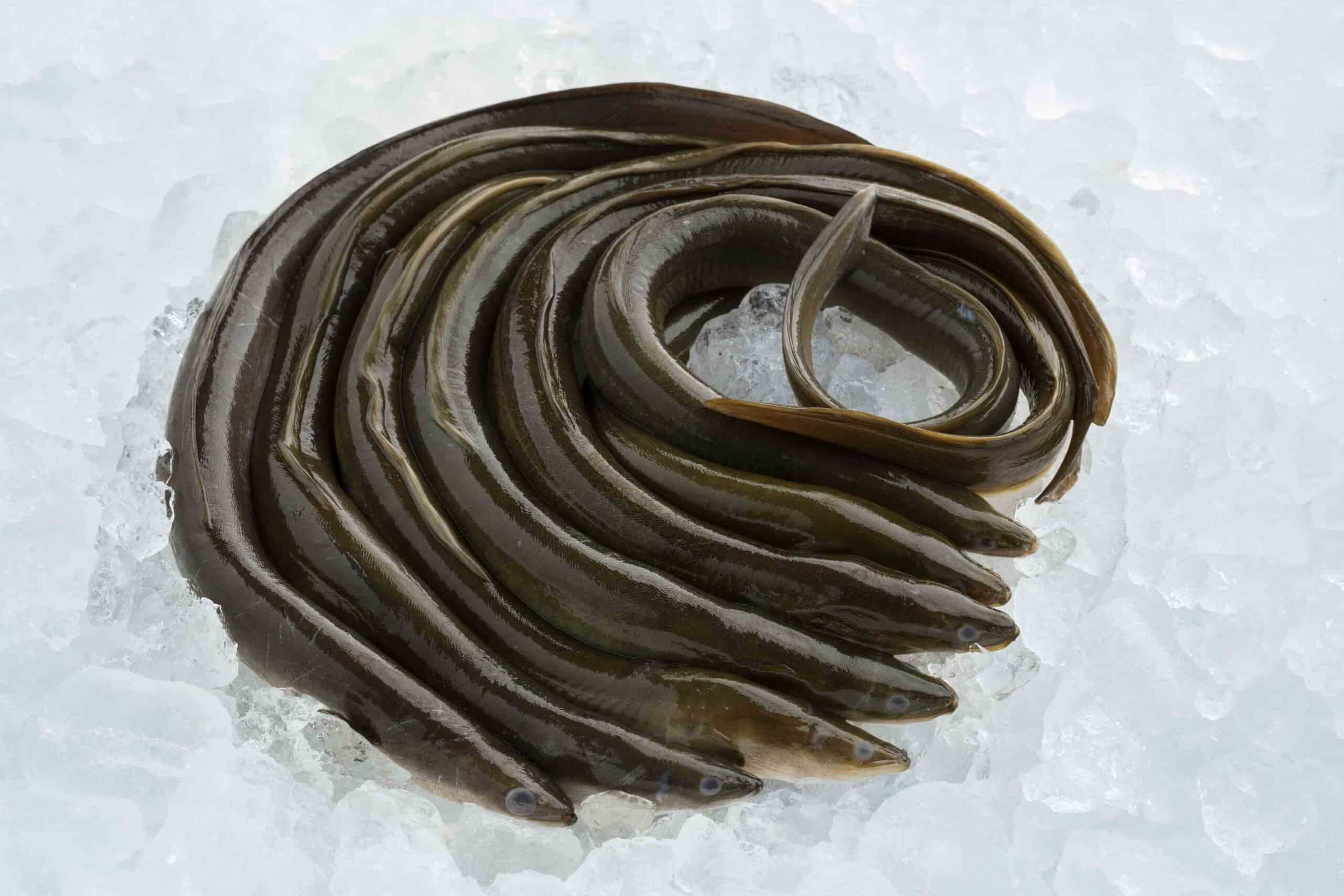 fresh-raw-eels-on-ice-2025-03-23-21-10-57-utc