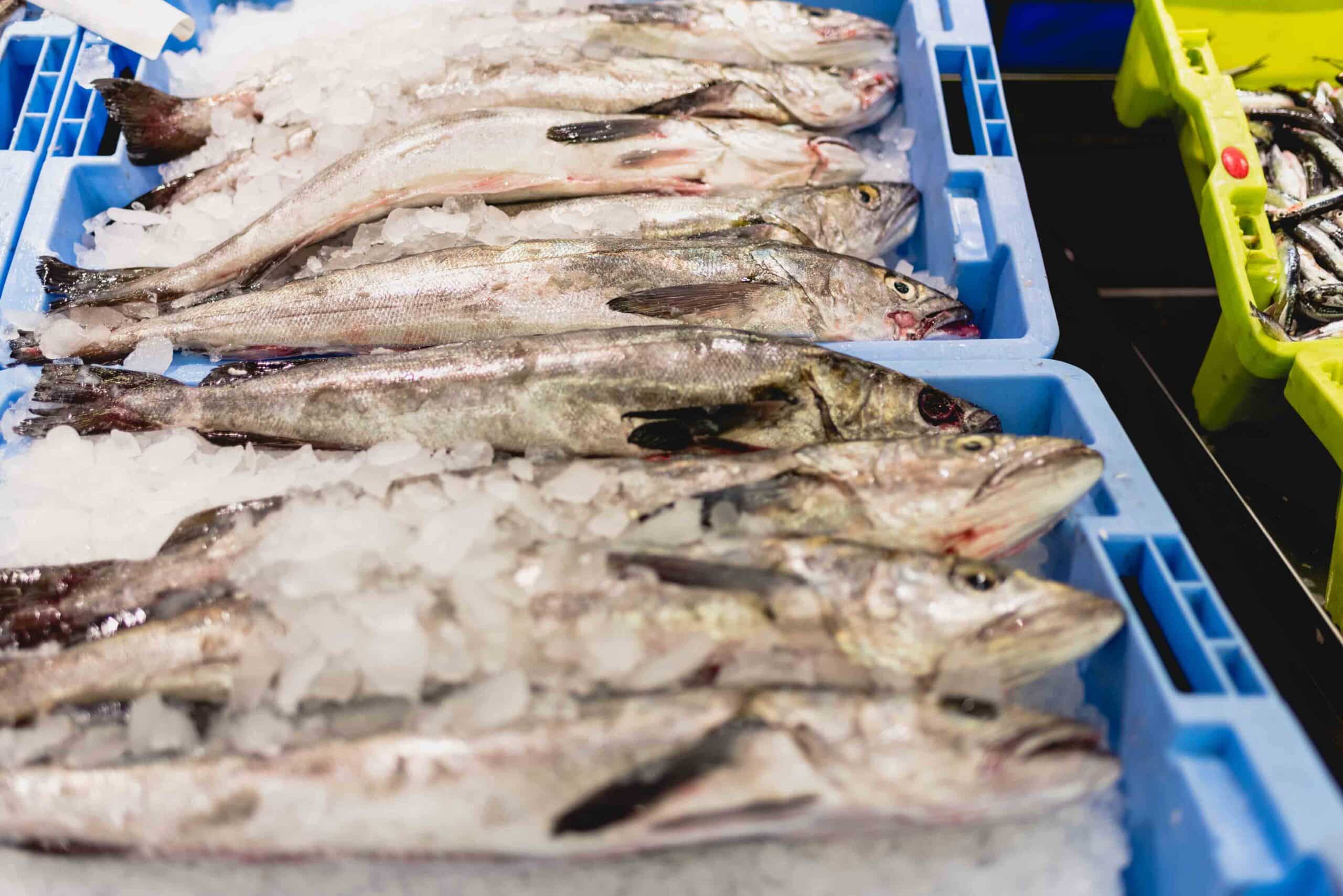 hake-fish-in-a-box-with-ice-in-a-fishmonger-2024-10-18-08-49-44-utc