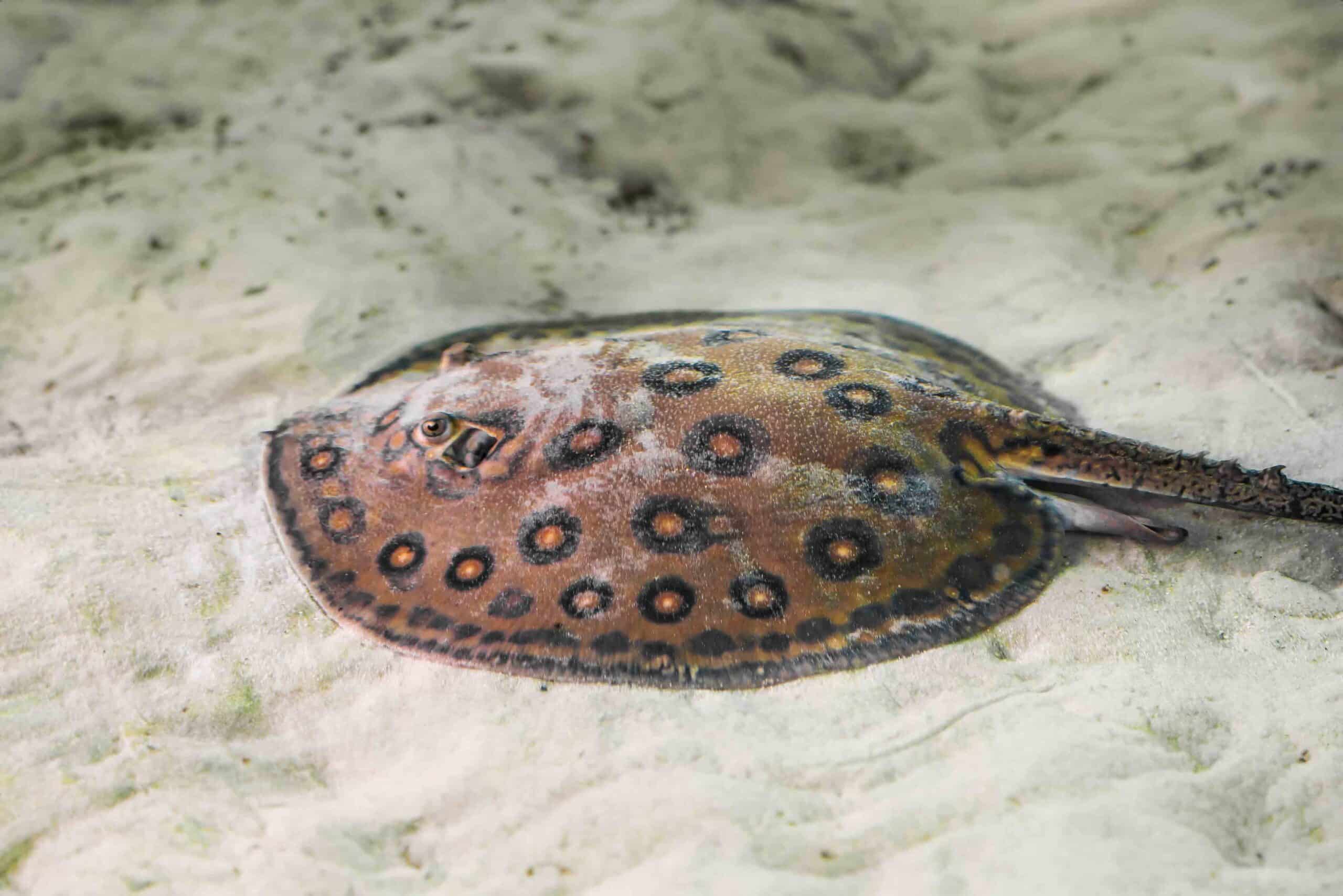 ocellate-river-stingray-potamotrygon-motoro-2025-03-26-04-25-31-utc