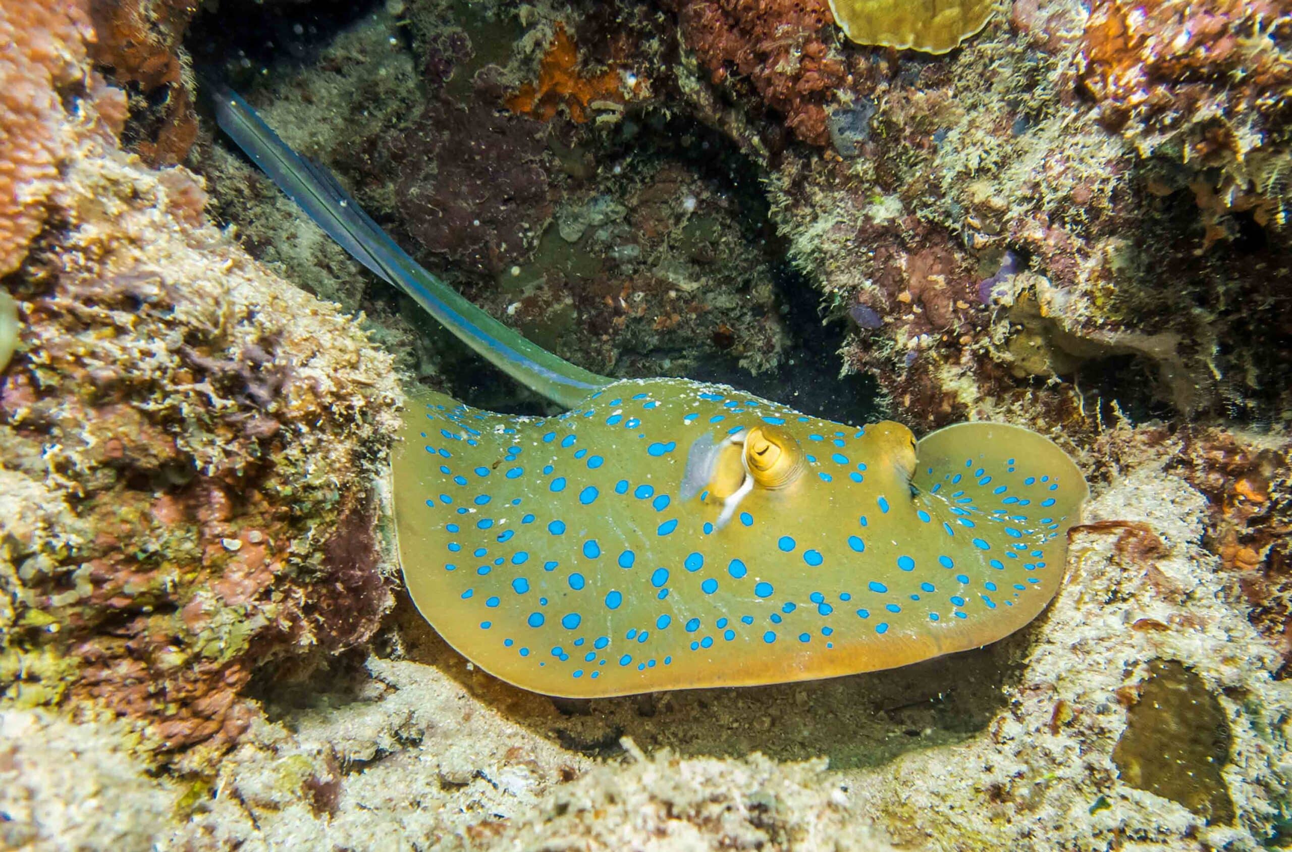ray6