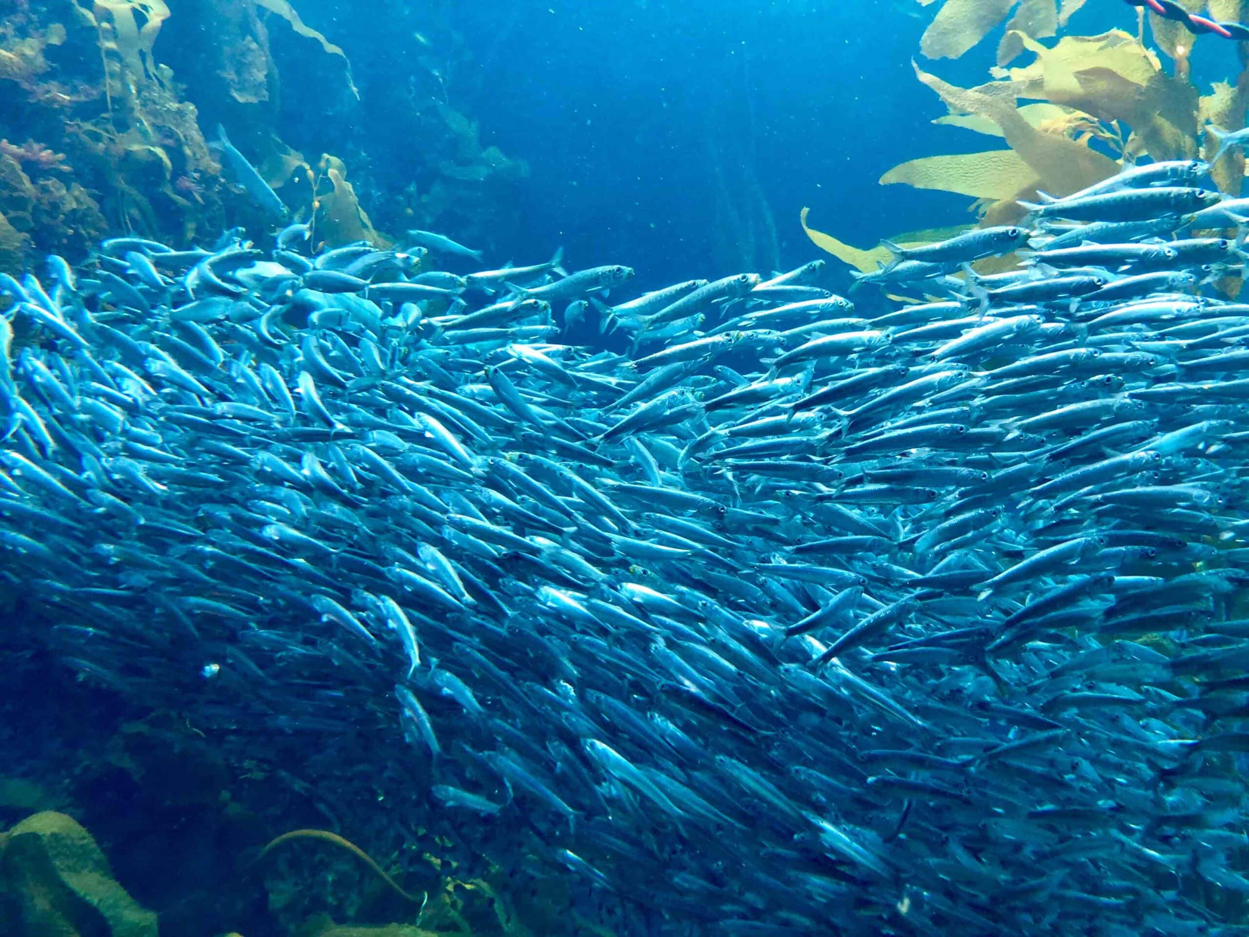 school-of-sardines-2024-11-01-21-18-42-utc