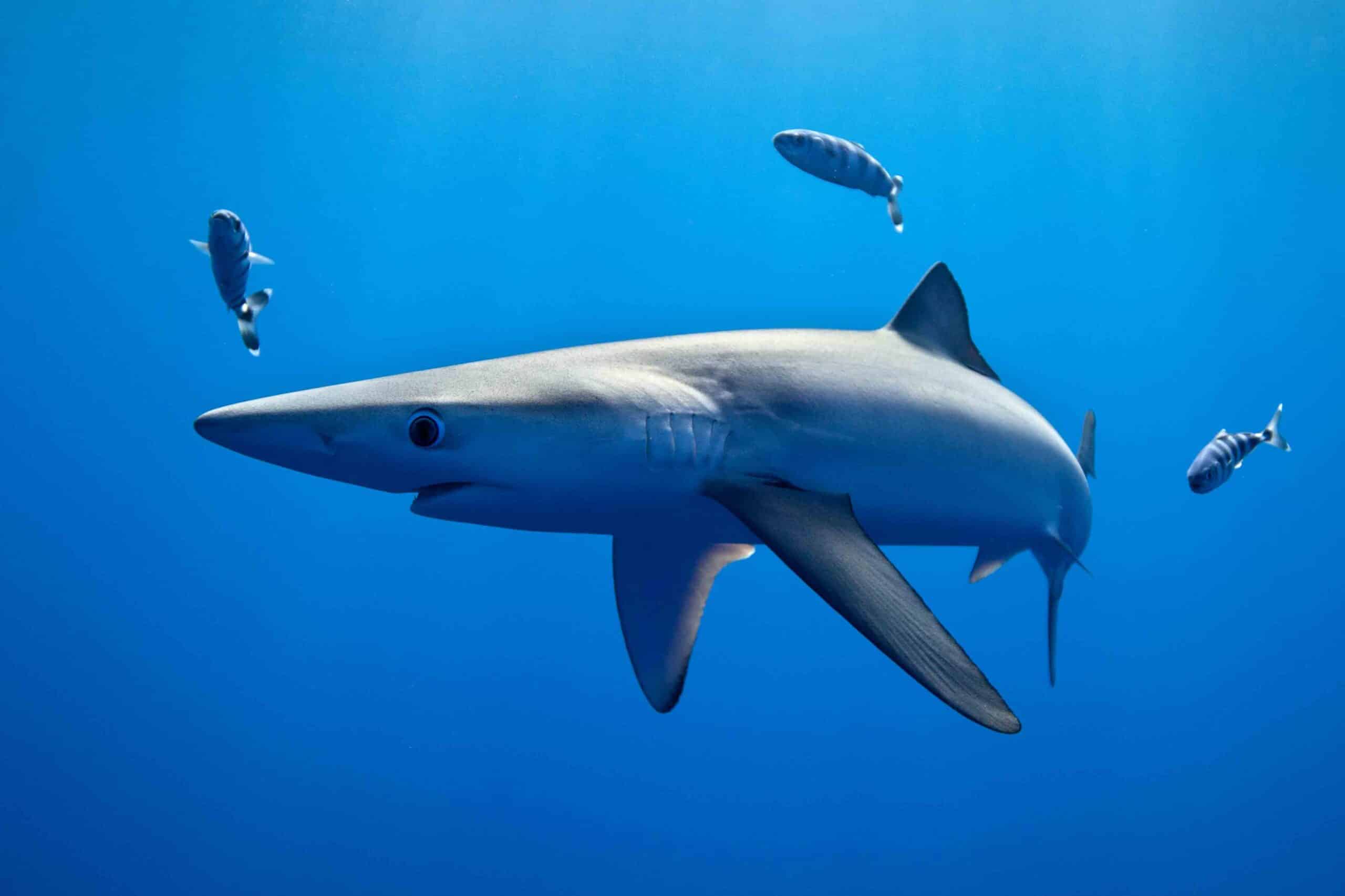 shark-and-fish-swimming-underwater-2025-04-03-05-34-54-utc