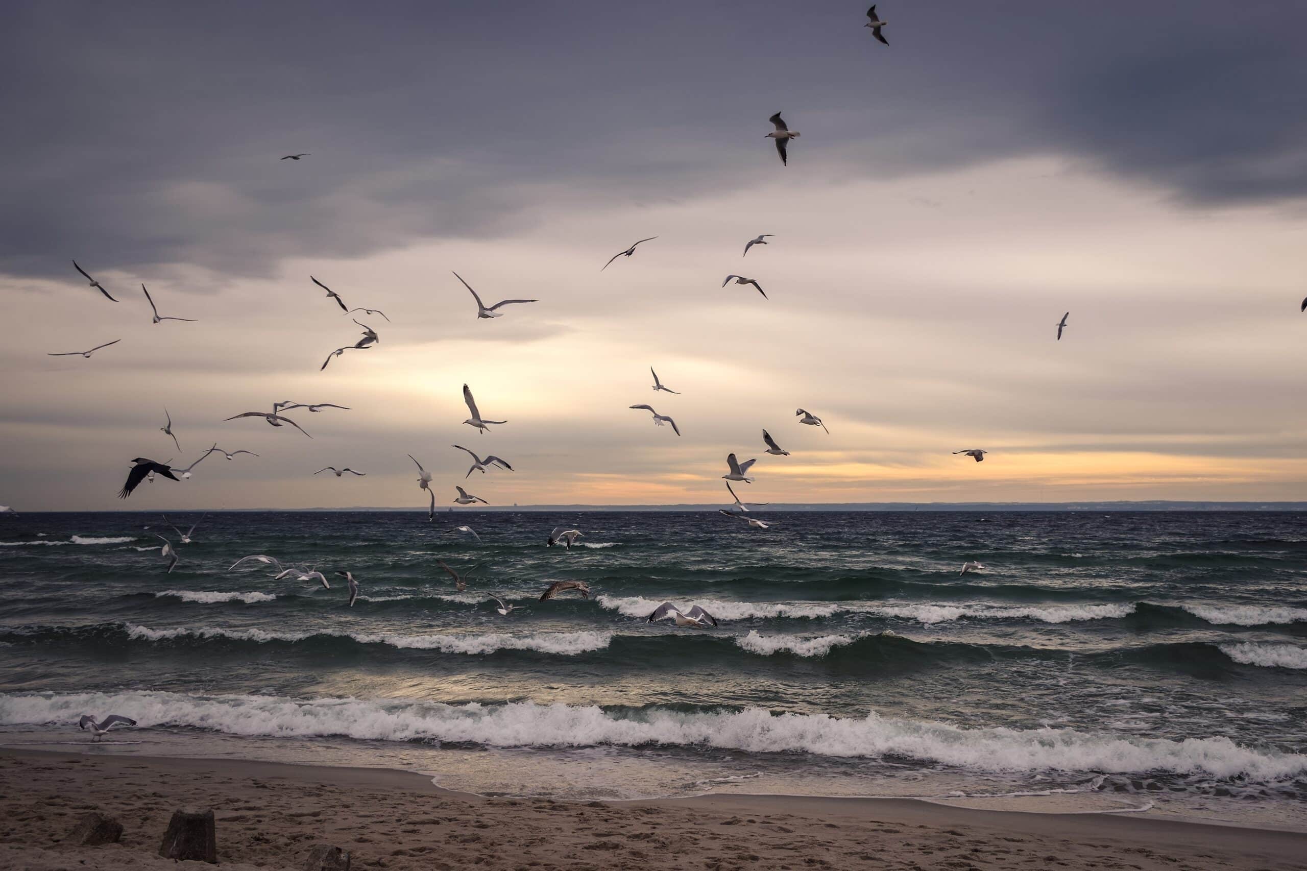 Seashore at dusk with clouds in the sky, seawalls and seagulls flying overhead on a sandy beach.