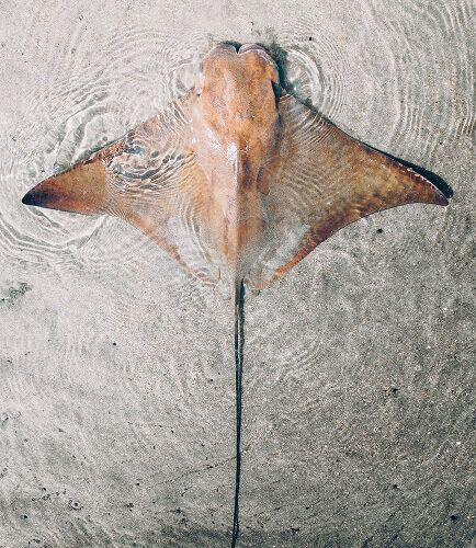 Smooth stingray resting in shallow water on sand