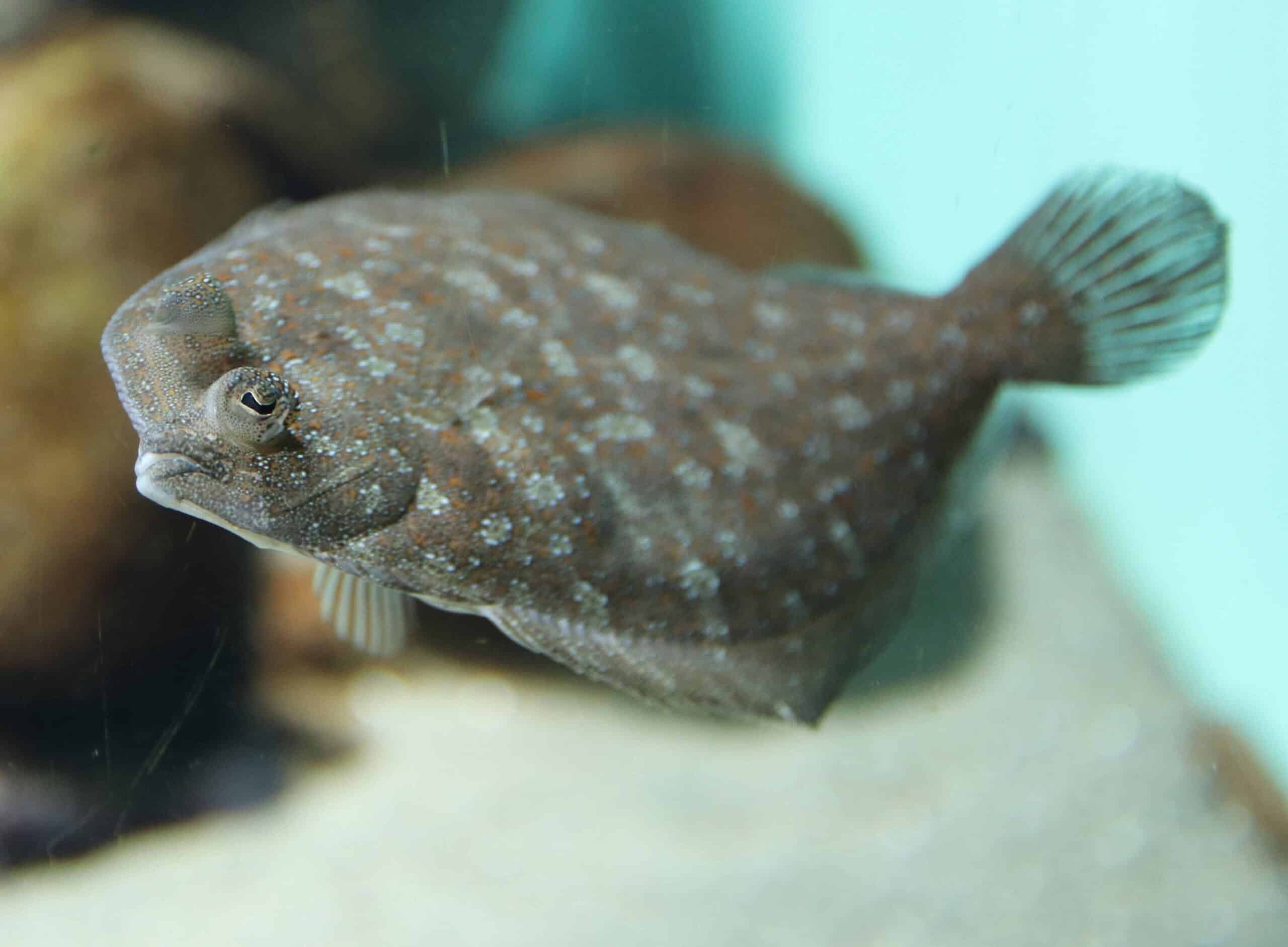 sole-fish-in-a-aquarium-2024-12-01-20-39-34-utc