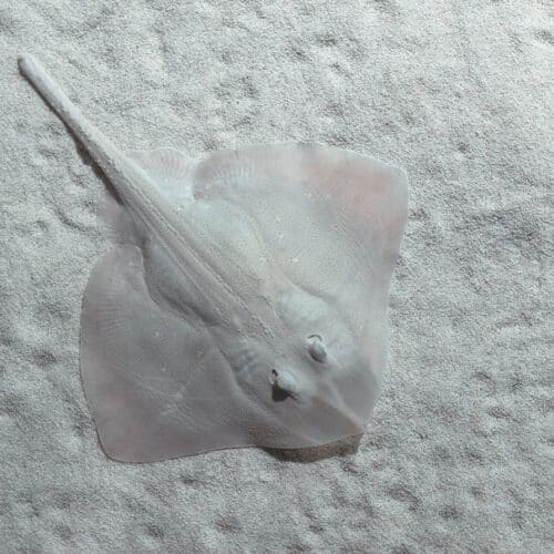 Stingray albino on sandy background top view