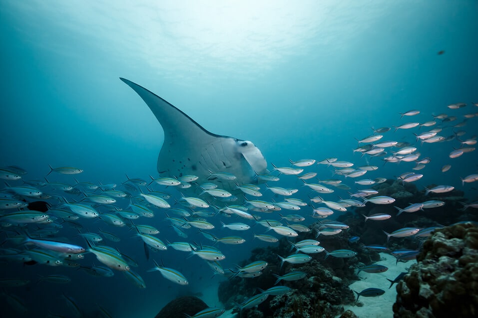 Underwater ocean scene with a variety of fish