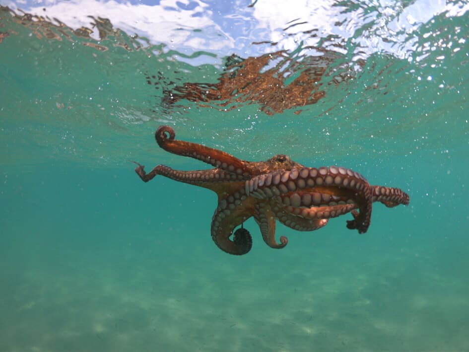 Underwater photo of octopus in tropical turquoise water